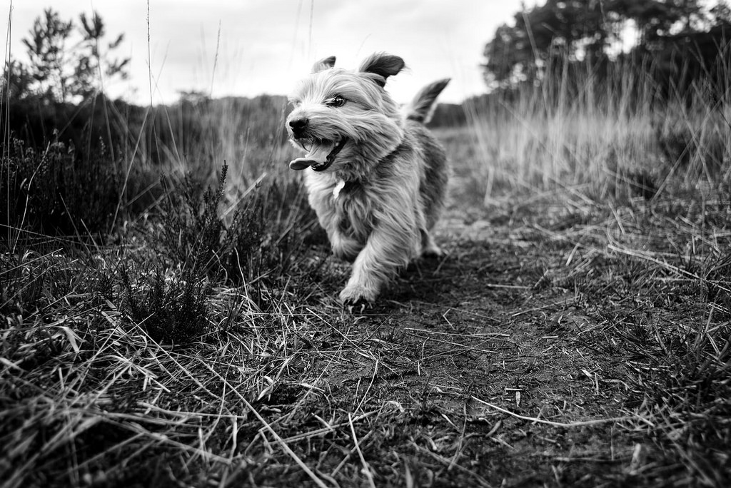 Фотография: Честные собачьи глаза: британец фотографирует собак в разных странах мира №2 - BigPicture.ru