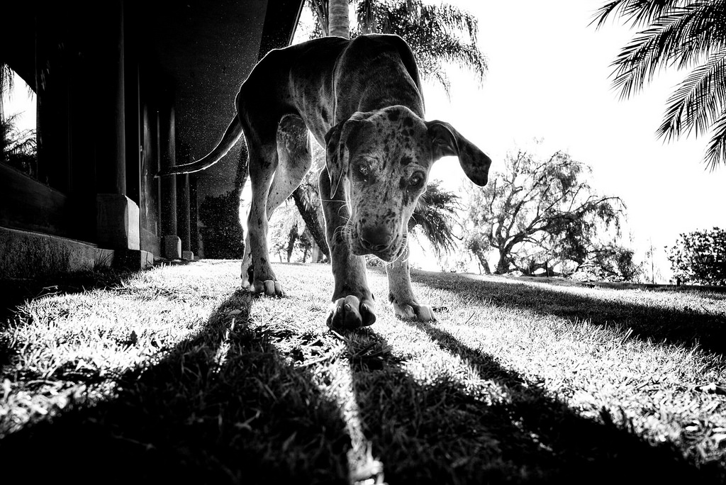 Фотография: Честные собачьи глаза: британец фотографирует собак в разных странах мира №3 - BigPicture.ru