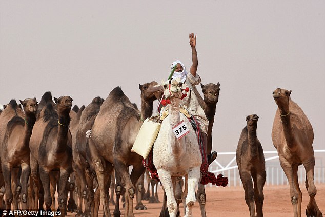 Фотография: Двенадцать верблюдов дисквалифицировали с конкурса красоты из-за ботокса №5 - BigPicture.ru
