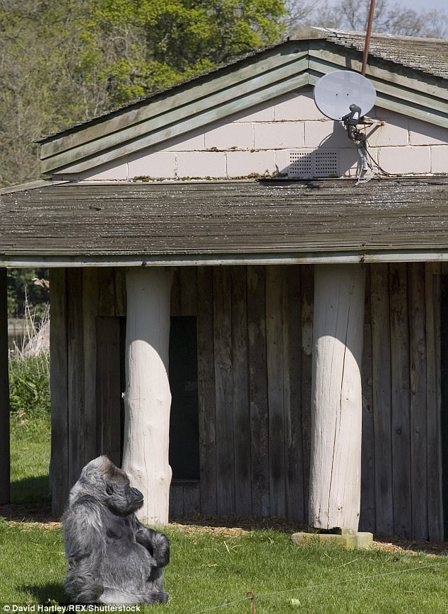 Фотография: Одна из старейших горилл скончалась в собственном особняке с отоплением и телевидением №3 - BigPicture.ru