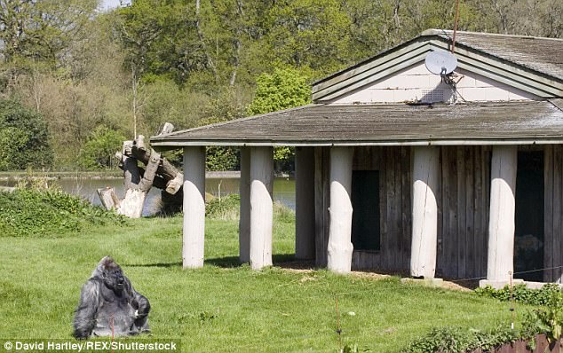 Фотография: Одна из старейших горилл скончалась в собственном особняке с отоплением и телевидением №2 - BigPicture.ru