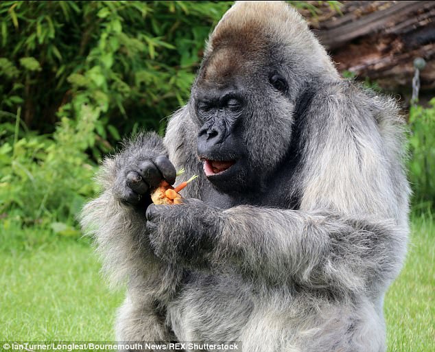 Фотография: Одна из старейших горилл скончалась в собственном особняке с отоплением и телевидением №4 - BigPicture.ru