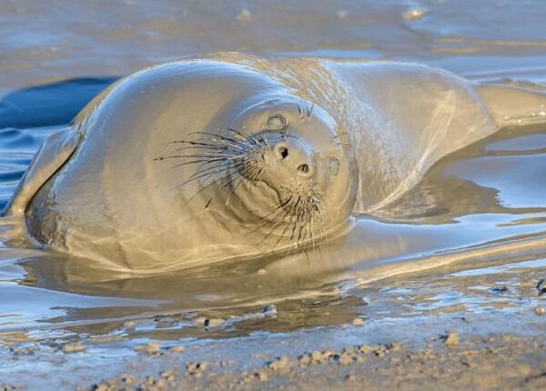 Тюлень, протестующий против окончания новогодних каникул, устроил грязевое джакузи