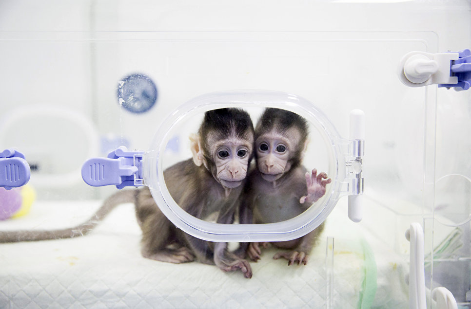Фотография: Китайские ученые впервые клонировали макак и назвали их 
