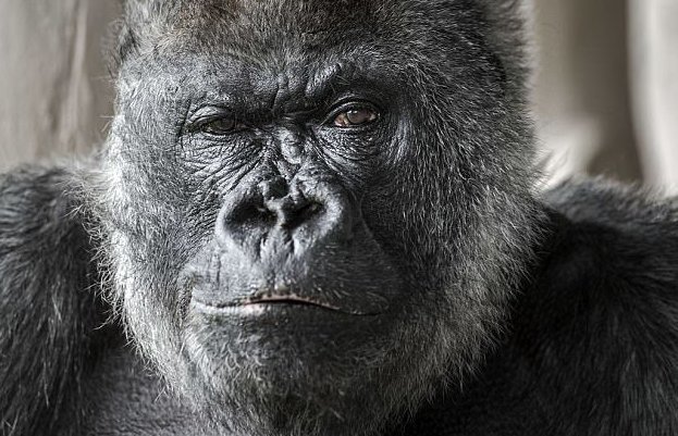 Фотография: Одна из старейших горилл скончалась в собственном особняке с отоплением и телевидением №5 - BigPicture.ru