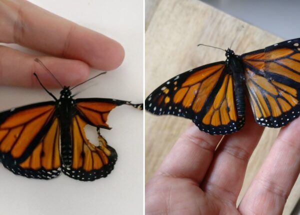 Американский модельер провела операцию по трансплантации крыла живой бабочке