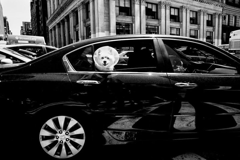 Фотография: Честные собачьи глаза: британец фотографирует собак в разных странах мира №4 - BigPicture.ru
