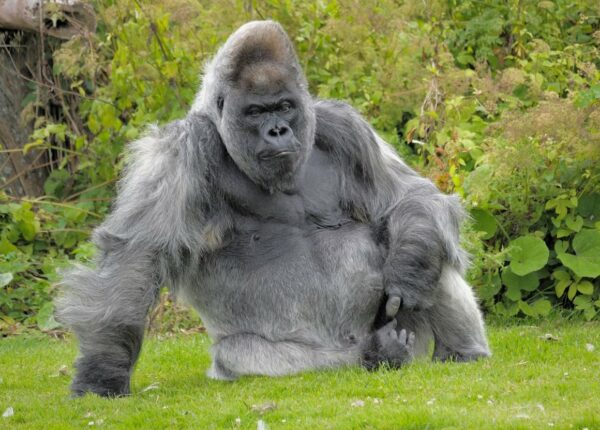 Одна из старейших горилл скончалась в собственном особняке с отоплением и телевидением