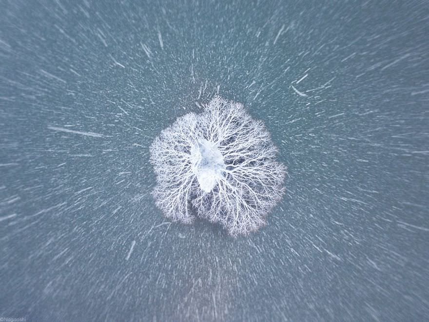 Фотография: Снежная сказка: невероятно красивая зима в Японии №11 - BigPicture.ru