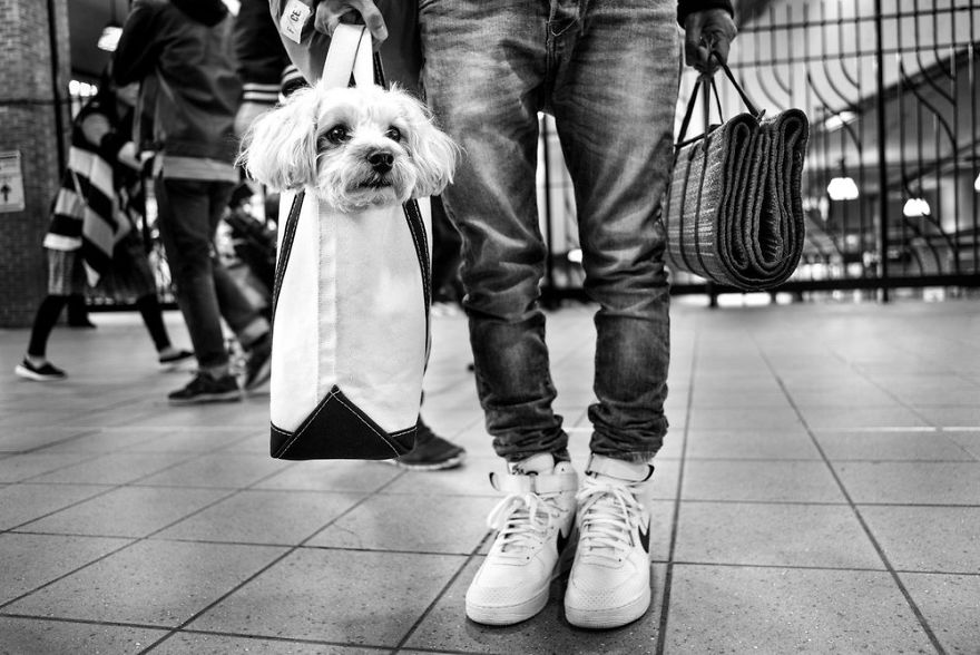 Фотография: Честные собачьи глаза: британец фотографирует собак в разных странах мира №6 - BigPicture.ru