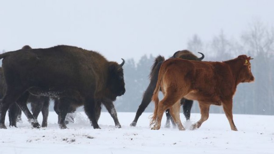 Фотография: Польская корова, которую должны были отправить на убой, убежала в пущу и живет с зубрами №3 - BigPicture.ru