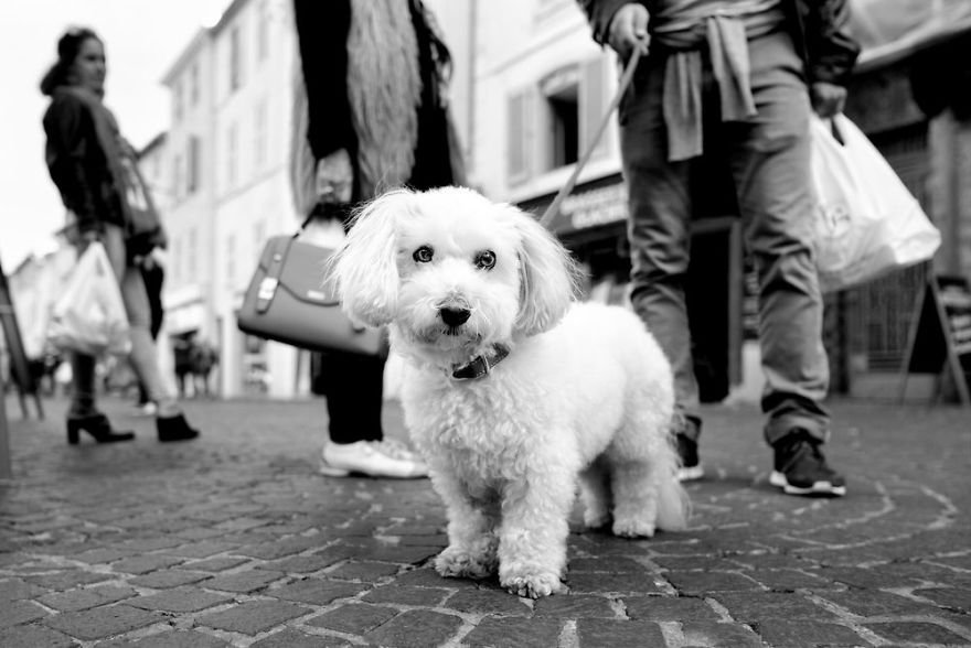 Фотография: Честные собачьи глаза: британец фотографирует собак в разных странах мира №7 - BigPicture.ru