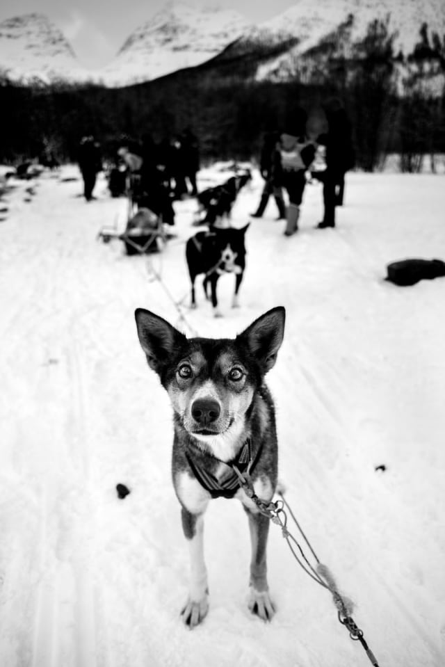 Фотография: Честные собачьи глаза: британец фотографирует собак в разных странах мира №9 - BigPicture.ru