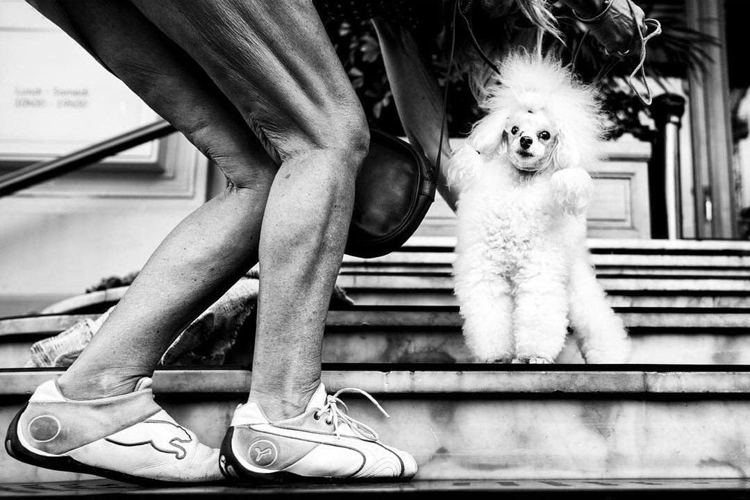 Фотография: Честные собачьи глаза: британец фотографирует собак в разных странах мира №16 - BigPicture.ru