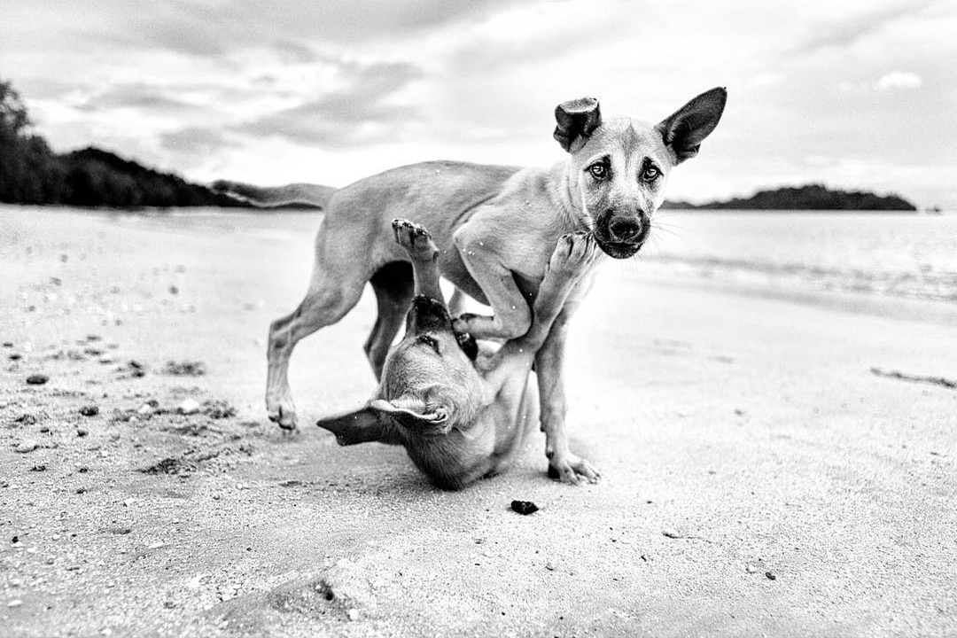 Фотография: Честные собачьи глаза: британец фотографирует собак в разных странах мира №15 - BigPicture.ru
