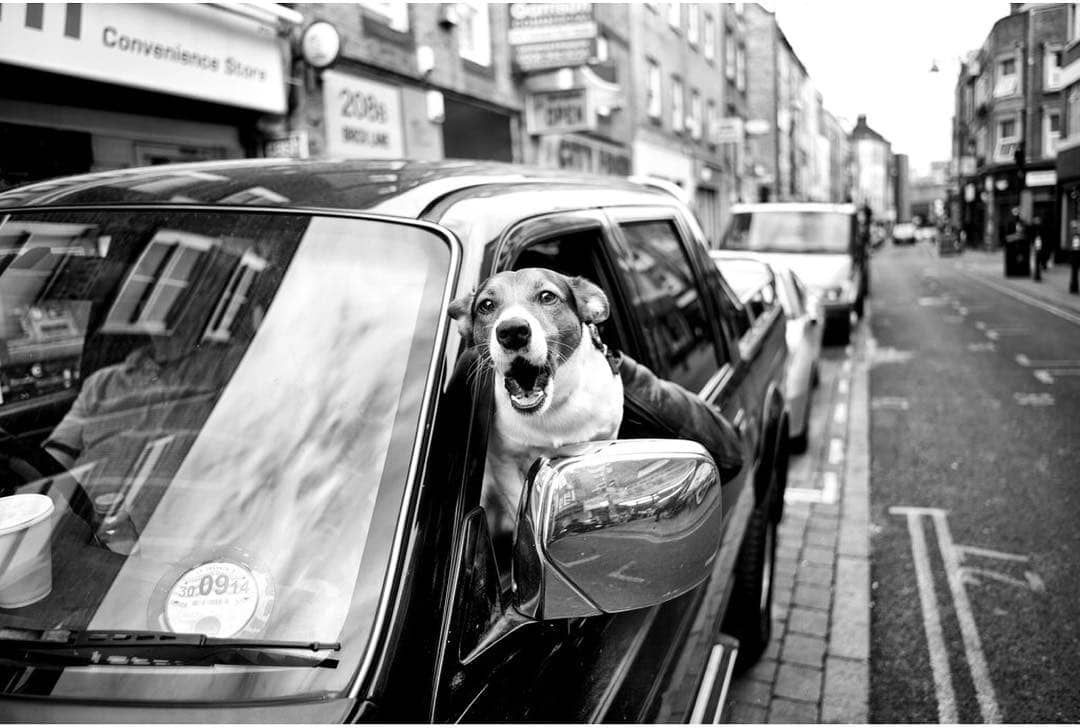 Фотография: Честные собачьи глаза: британец фотографирует собак в разных странах мира №14 - BigPicture.ru