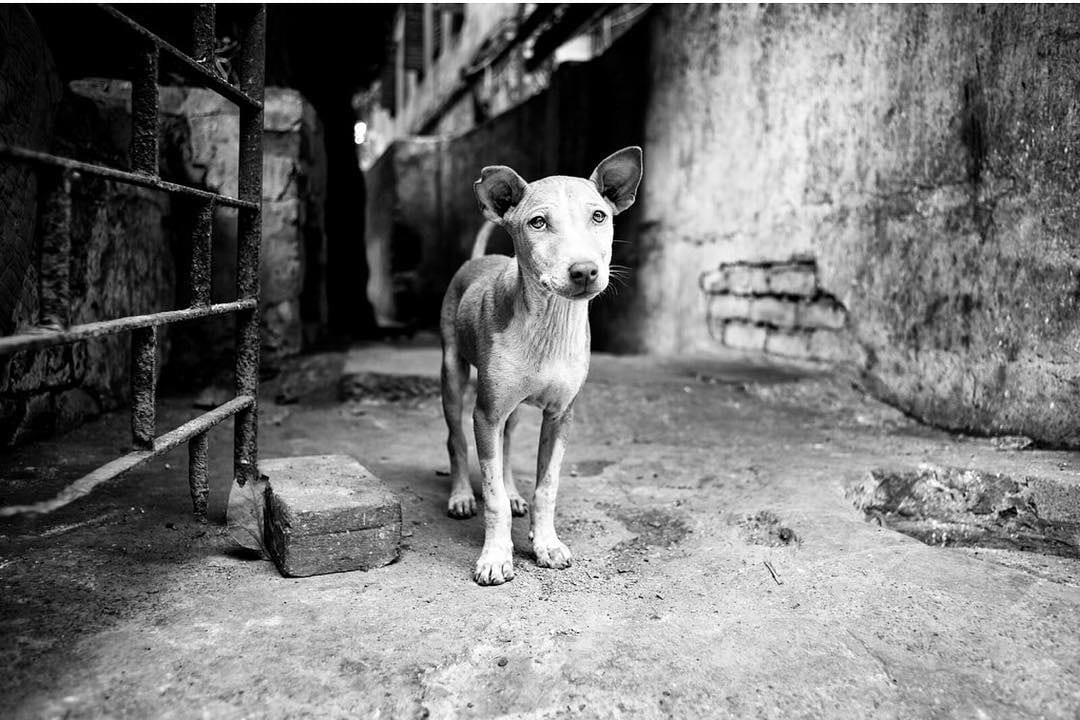 Фотография: Честные собачьи глаза: британец фотографирует собак в разных странах мира №12 - BigPicture.ru