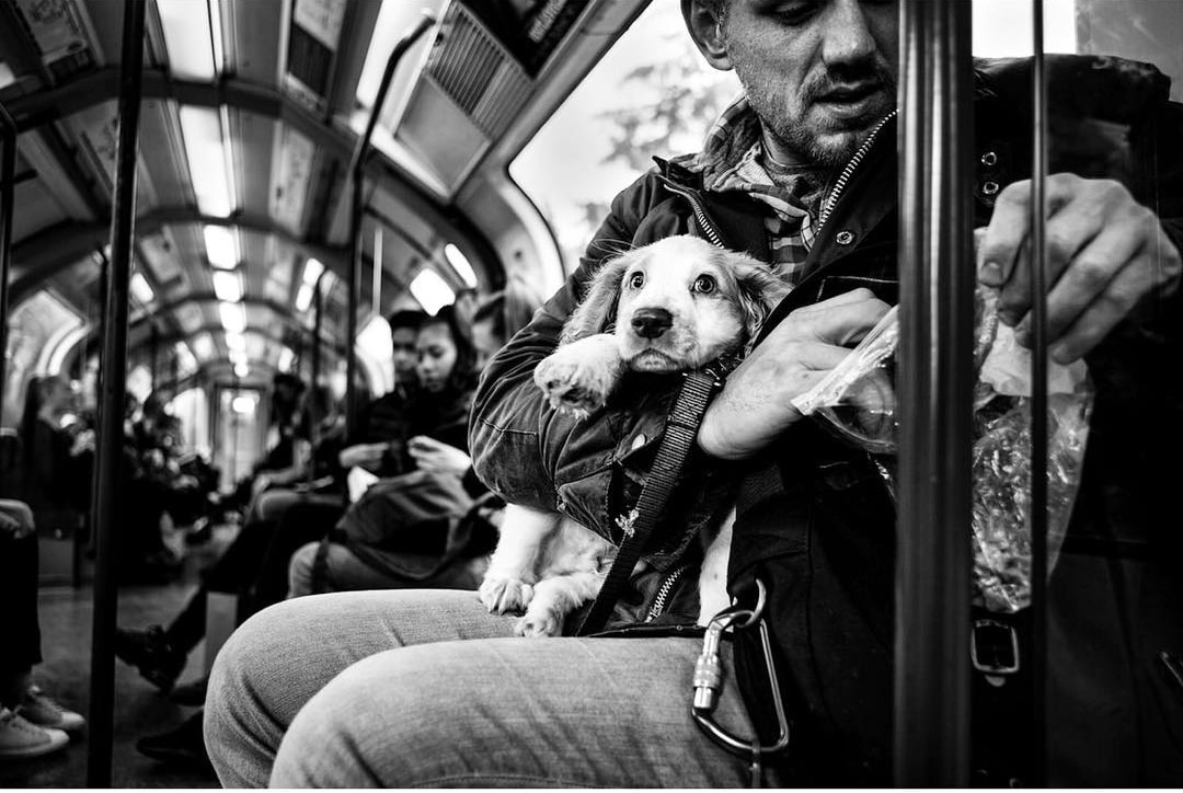 Фотография: Честные собачьи глаза: британец фотографирует собак в разных странах мира №10 - BigPicture.ru