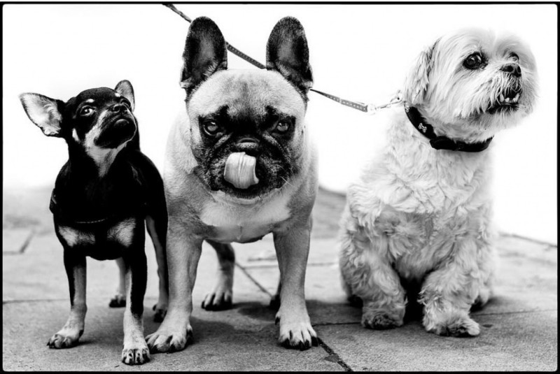 Фотография: Честные собачьи глаза: британец фотографирует собак в разных странах мира №1 - BigPicture.ru