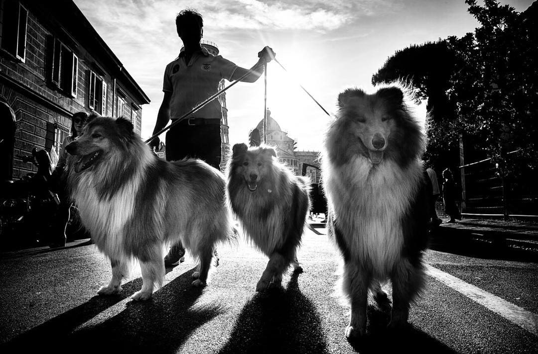 Фотография: Честные собачьи глаза: британец фотографирует собак в разных странах мира №21 - BigPicture.ru