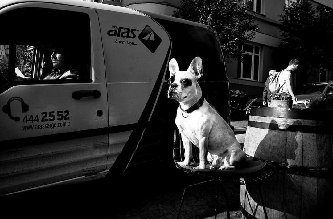 Фотография: Честные собачьи глаза: британец фотографирует собак в разных странах мира №20 - BigPicture.ru