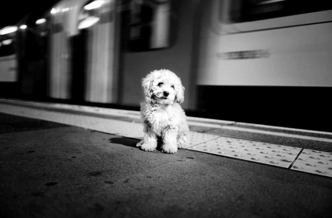 Фотография: Честные собачьи глаза: британец фотографирует собак в разных странах мира №19 - BigPicture.ru