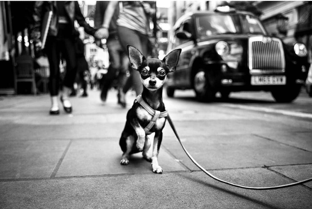 Фотография: Честные собачьи глаза: британец фотографирует собак в разных странах мира №18 - BigPicture.ru