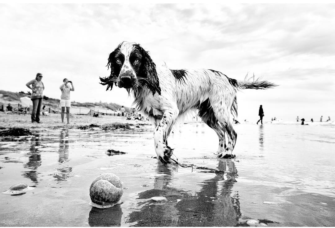 Фотография: Честные собачьи глаза: британец фотографирует собак в разных странах мира №17 - BigPicture.ru