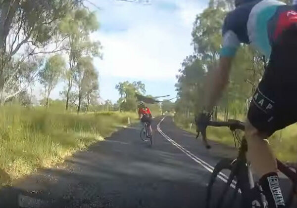 ДТП по-австралийски: на велосипедистку вдруг прыгнул кенгуру, выбил ее из седла и ускакал