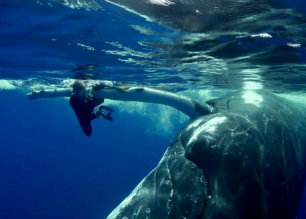22-тонный кит спас дайвершу от акулы, спрятав ее под плавником