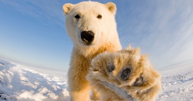 Фотография: О чем молчат зоологи: какого цвета белый медведь на самом деле №1 - BigPicture.ru