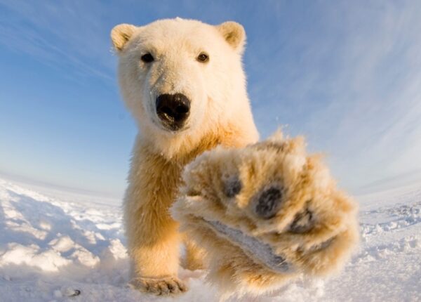 О чем молчат зоологи: какого цвета белый медведь на самом деле