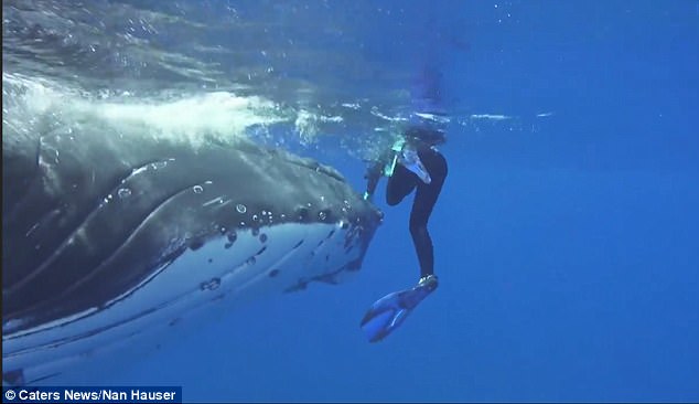 Фотография: 22-тонный кит спас дайвершу от акулы, спрятав ее под плавником №4 - BigPicture.ru