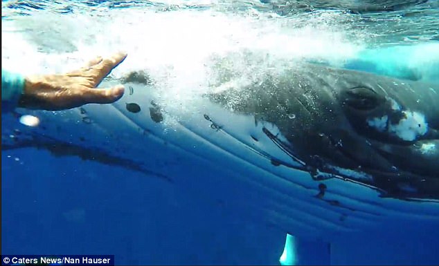 Фотография: 22-тонный кит спас дайвершу от акулы, спрятав ее под плавником №5 - BigPicture.ru