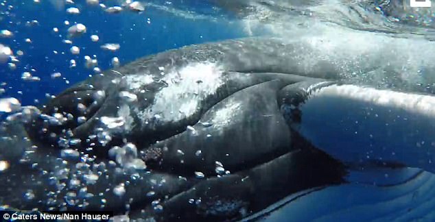 Фотография: 22-тонный кит спас дайвершу от акулы, спрятав ее под плавником №3 - BigPicture.ru