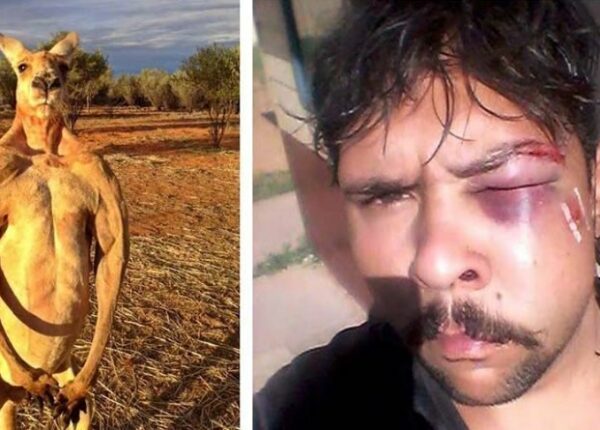 В Австралии кенгуру нокаутировал охотника, сломав ему челюсть
