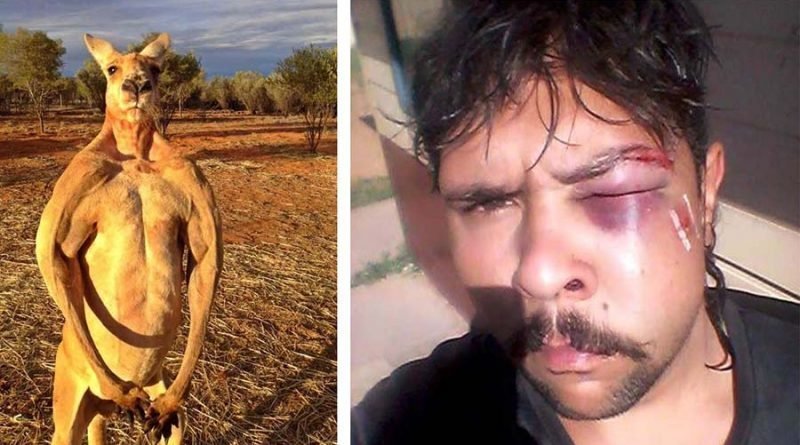 Фотография: В Австралии кенгуру нокаутировал охотника, сломав ему челюсть №1 - BigPicture.ru