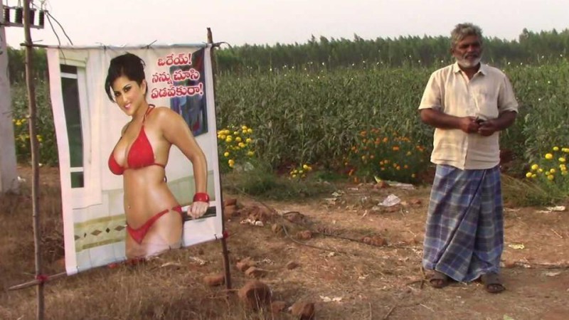 Фотография: Индийский фермер установил на поле плакат с полуголой порнозвездой для защиты урожая. И это работает №4 - BigPicture.ru