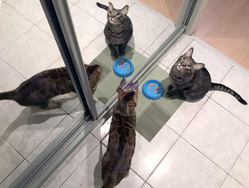 Фотография: 4 канонических совета о том, как правильно кормить домашних котов №1 - BigPicture.ru