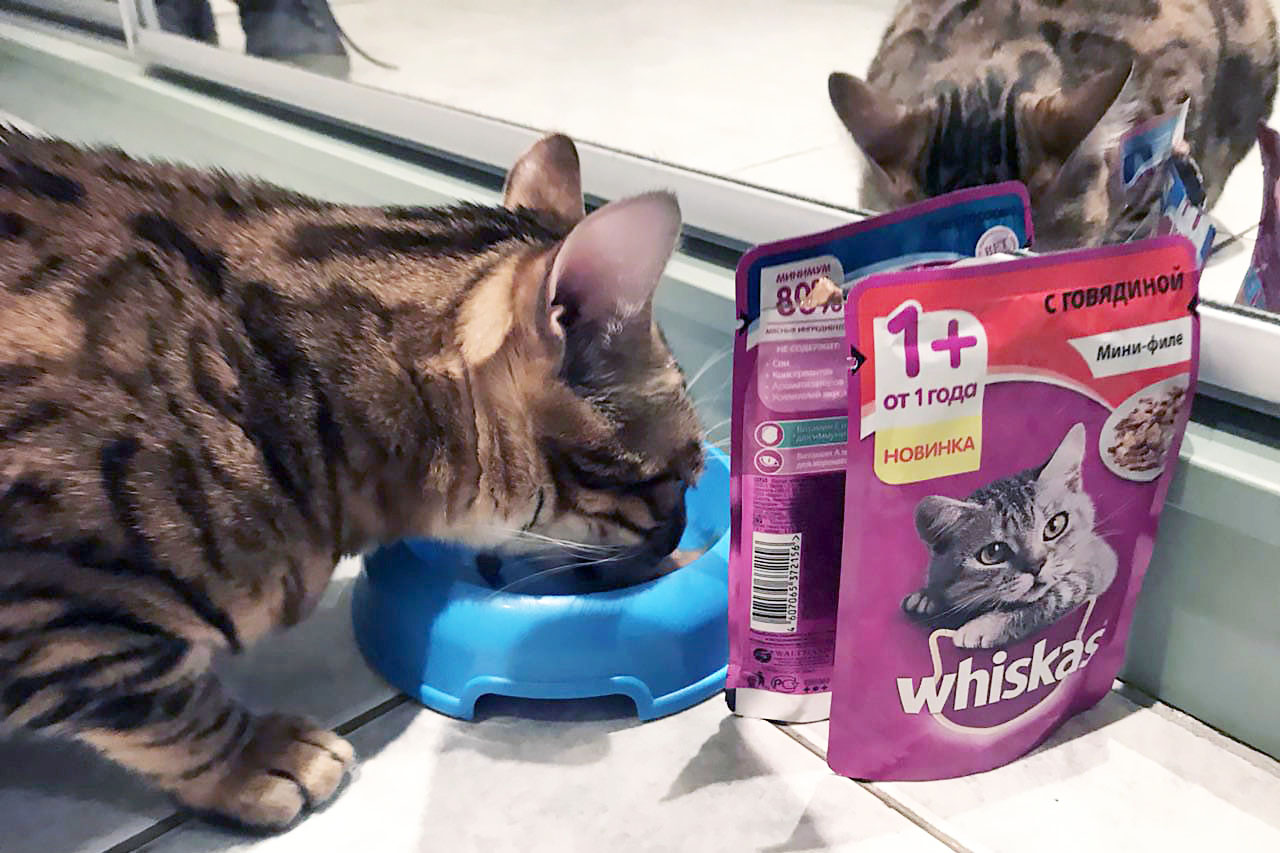 Фотография: 4 канонических совета о том, как правильно кормить домашних котов №10 - BigPicture.ru