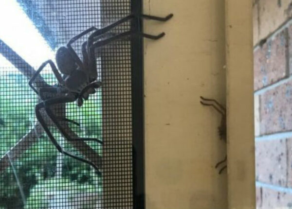 «А надо делать завтрак на паука?»: дети испугали отца, познакомив с новым «соседом» по дому