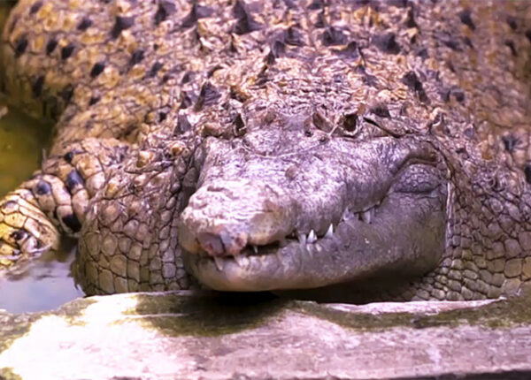 Домашний крокодил: в индонезийской семье больше 20 лет живет 200-килограммовая рептилия