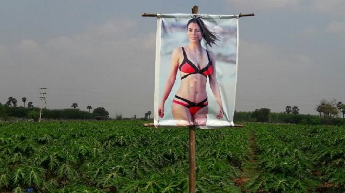 Фотография: Индийский фермер установил на поле плакат с полуголой порнозвездой для защиты урожая. И это работает №3 - BigPicture.ru