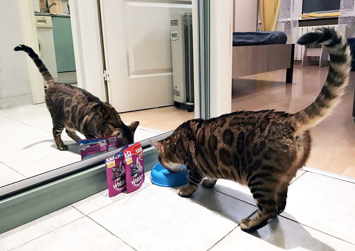 Фотография: 4 канонических совета о том, как правильно кормить домашних котов №3 - BigPicture.ru
