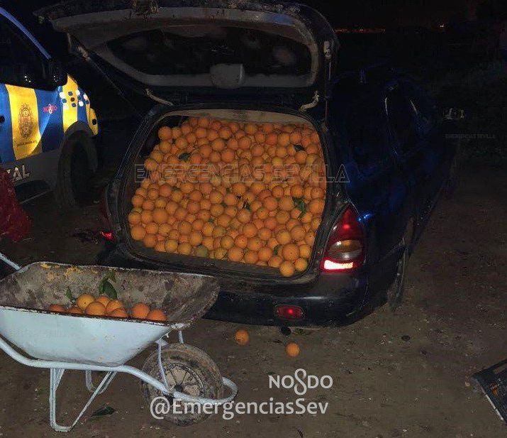 Фотография: В Испании арестовали семью, укравшую четыре тонны апельсинов №2 - BigPicture.ru