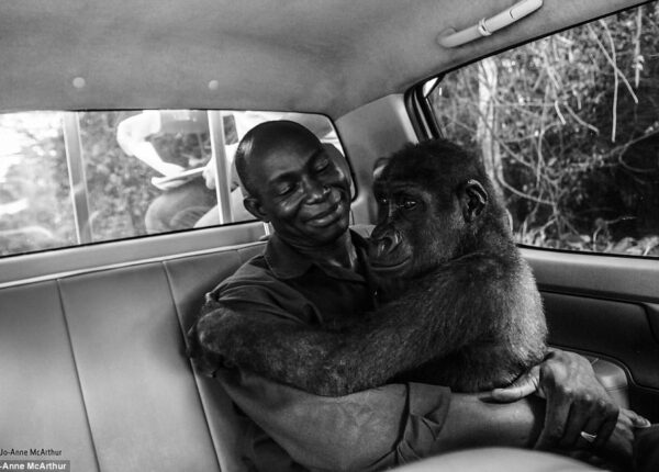 Самое трогательное фото из лучших работ конкурса Wildlife Photographer of the Year