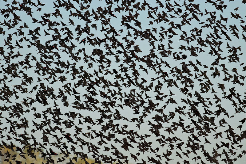 Фотография: Когда классический хоррор оживает: необъяснимое нашествие черных птиц в Техасе №3 - BigPicture.ru