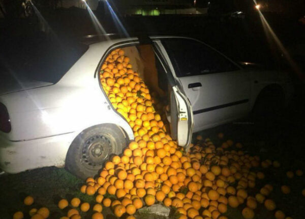 В Испании арестовали семью, укравшую четыре тонны апельсинов
