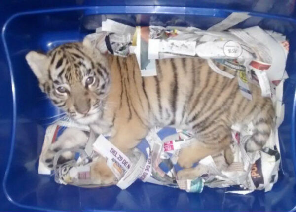 В Мексике тигренка обкололи успокоительными и отправили по почте в пластиковой коробке