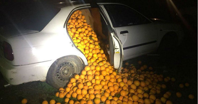 Фотография: В Испании арестовали семью, укравшую четыре тонны апельсинов №1 - BigPicture.ru